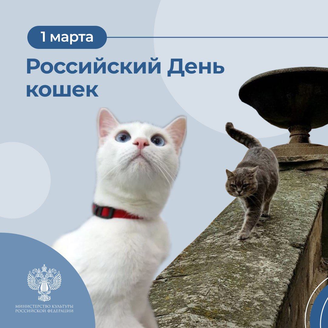 Сегодня в России отмечается День кошек.